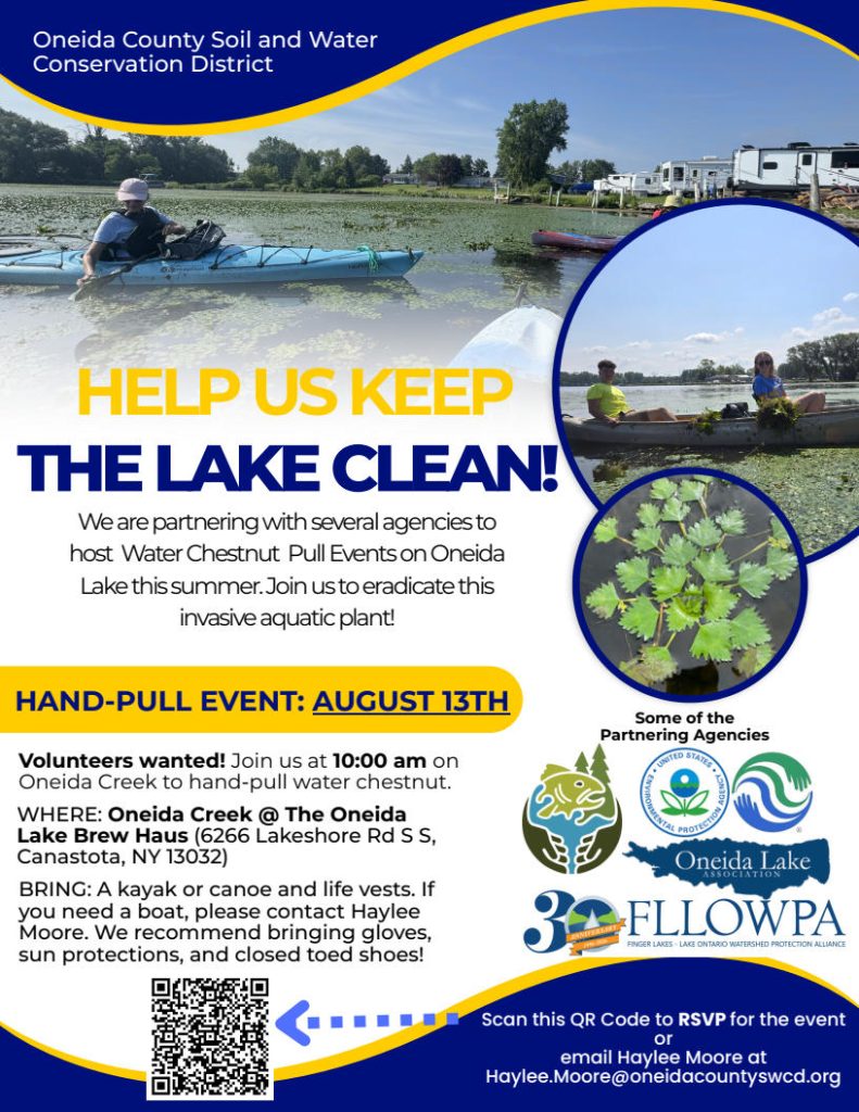 Poster for water chestnut pulling event at oneida lake, ny