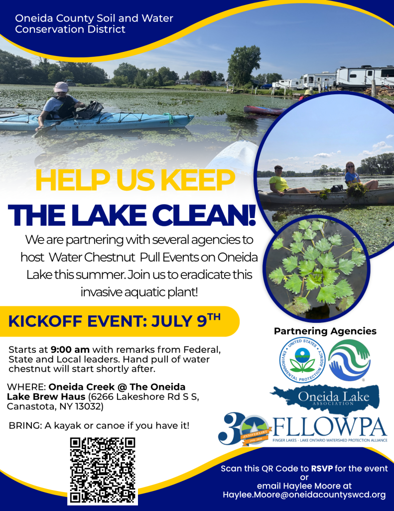 Poster inviting volunteers to identify and pull water chestnut from Oneida lake